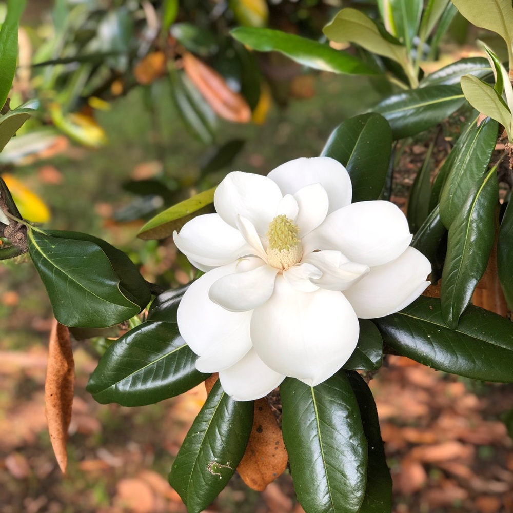 Meet your Posher, Sela